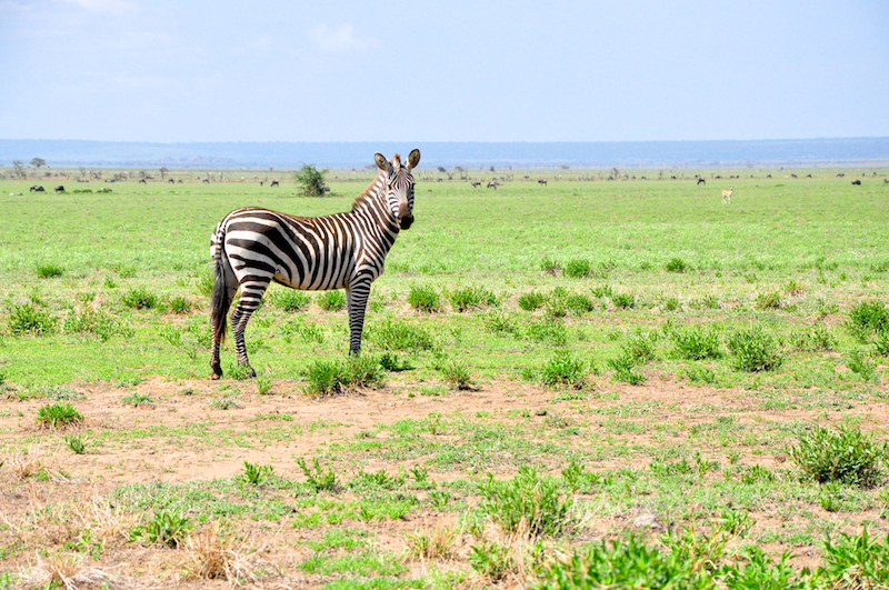 Ngorongoro Crater - Serengeti National Park